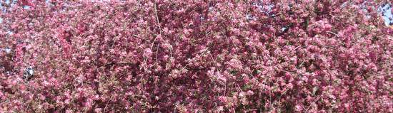 cherry blossom