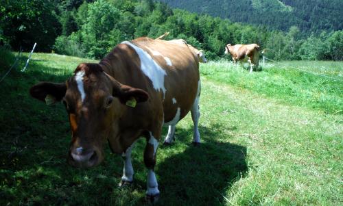 Cows in Austria (Copyright © 2015 Hendrik Böttger / runinternatoinal.eu)