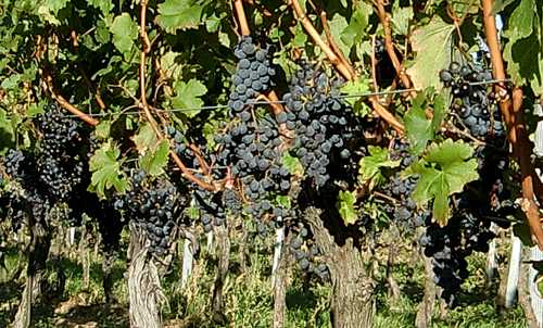 Vineyard in Austria (Copyright © 2012 Hendrik Böttger)