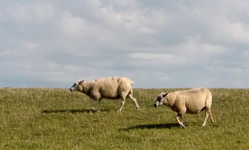 Sheep on a dike in northern Germany (Copyright © 2015 Hendrik Böttger / runinternational.eu)