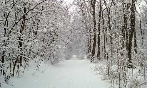 Oxigén Kupa - The Nagyerdő (Great Forest) in Debrecen in Hungary in winter - Photo: Copyright © 2014 László Áts / Friss Oxigén Alatpítvány)