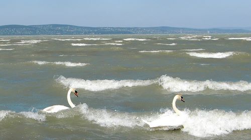 Swans on Balaton, Siófok, Hungary (Copyright © 2011 runinternational.eu)