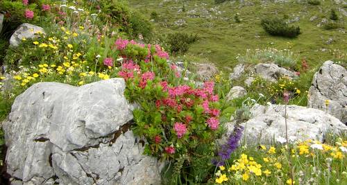 Alpine flora (Copyright © 2010 runinternational.eu)