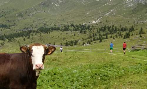 Giro delle Malghe del Montasio 2011, Cows on the Montasio mountain pastures (Copyright © 2011 runinternational.eu)