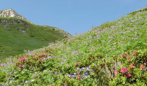 Alpine flora in northern Italy (Copyright © 2011 runinternational.eu)
