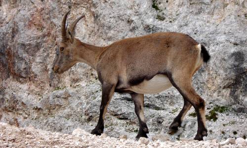 An ibex in northern Italy (Copyright © 2013 Hendrik Böttger / runinternational.eu)