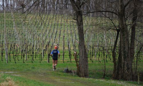 Cjaminade di San Josef, Laipacco di Tricesimo, Italy - a runner in the vineyards of Friuli (Copyright © 2016 Hendrik Böttger / runinternational.eu)