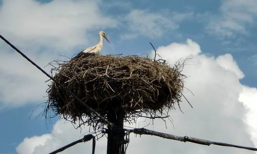 A white stork in Slovenia (Copyright © 2012 Hendrik Böttger / runinternational.eu)