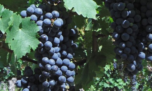 Grapes (Copyright © 2021 Hendrik Böttger / runinternational.eu)