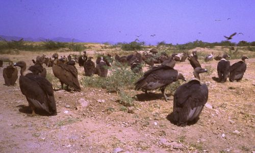 Vultures in Rajastan, India (Copyright © 2013 Hendrik Böttger / runinternational.eu)