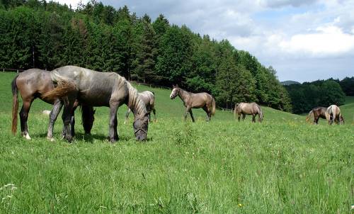 Lipizzan horses in Piber (Photo: www.runinternational.eu)