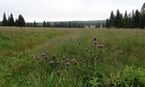 Moorland at Boží Dar in the Krušné hory (Ore Mountains, Erzgebirge) in the Czech Republic - Copyright © 2016 Hendrik Böttger / runinternational.eu