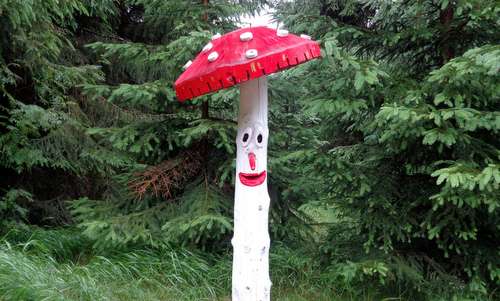 An Amanita muscaria (fly agaric) mushroom in the Krušné hory (Ore Mountains, Erzgebirge) in the Czech Republic - Copyright © 2016 Hendrik Böttger / runinternational.eu