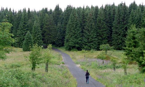 The Horský půlmaraton Krušné hory takes runners through the forests near Boží Dar, Czech Republic (Copyright © 2016 Hendrik Böttger / runinternational.eu)