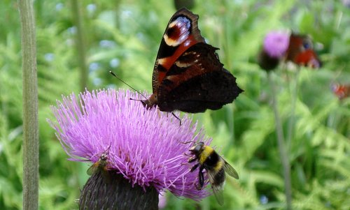 A butterfly and a bumblebee enjoy the Czech summer (Copyright © 2018 Anja Zechner / runinternational.eu).