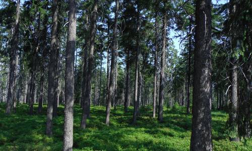 Forest in the Ore Mountains (Czech: Krušné hory; German: Erzgebirge) in the Czech Republic - Copyright © 2015 Hendrik Böttger / runinternational.eu)