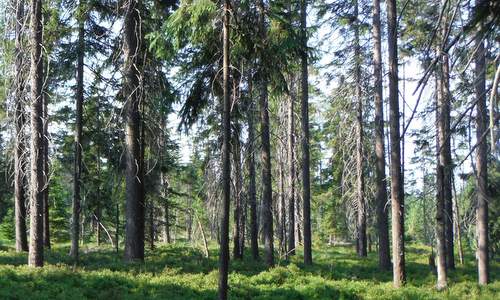 Conifer forest, Czechia (Photo: Copyright © 2017 Hendrik Böttger / runinternational.eu)