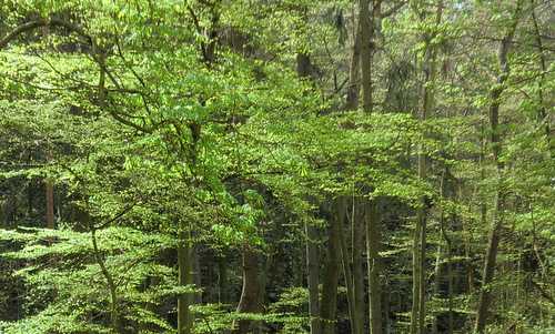 Mixed forest in Central Europe (Copyright © 2014 Hendrik Böttger / runinternational.eu)