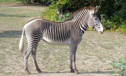 Ostrava Zoo, Czech Republic - a zebra (Photo: Copyright © 2025 Hendrik Böttger / runinternational.eu)