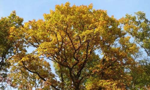 Quercus robur (Photographer: AnRo0002 / commons.wikimedia.org / CC0 1.0 Universal Public Domain Dedication)