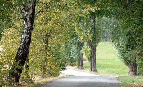 Zlatý podzim, Vratimov, Czech Republic - The route of the 10k race runs along a beautiful avenue (Copyright © 2016 Hendrik Böttger / runinternational.eu)