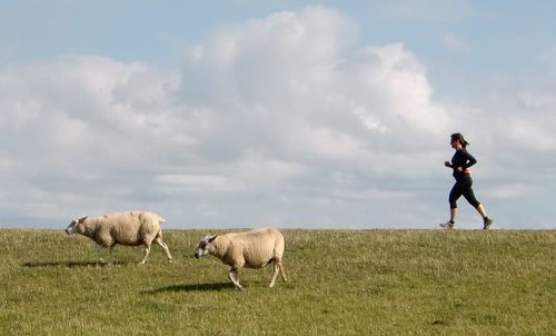 A runner on the dike near Wallnau on the island of Fehmarn (Copyright © 2012 Hendrik Böttger / runinternational.eu)