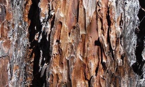 Bark of an old larch (Photo: Copyright © 2026 Hendrik Böttger / runinternational.eu)