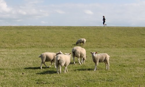 A runner on a dike on the west coast of Fehmarn (Copyright © 2017 Hendrik Böttger / runinternational.eu)