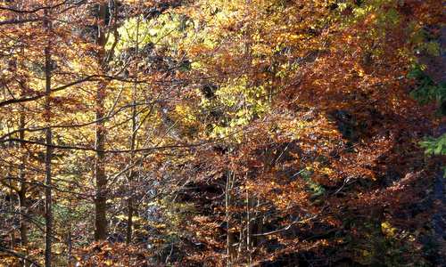 Werdauer Herbstmarathon - Herbstfarben - autumn colours (Copyright © 2017 Hendrik Böttger / runinternational.eu)