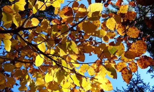 autumn leaf colours (Copyright © 2017 Hendrik Böttger / runinternational.eu)