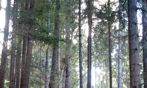 Forest in March (Photo: Copyright © 2025 Hendrik Böttger / runinternational.eu)