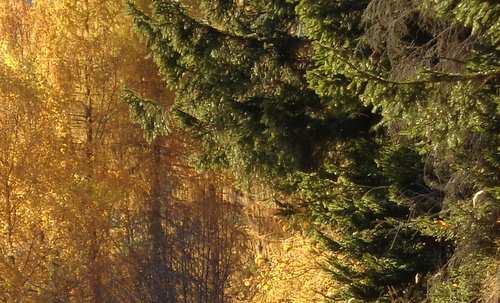 larch - autumn colours (Copyright © 2016 Hendrik Böttger / runinternational.eu)