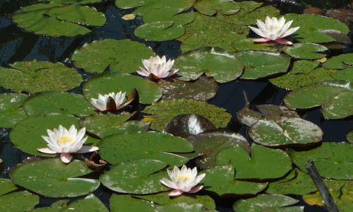 Seerosen - water lilies - Nymphaea (Copyright © 2016 Hendrik Böttger / runinternational.eu)