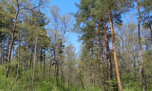 Forest in April (Photo: Copyright © 2025 Hendrik Böttger / runinternational.eu)