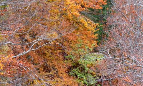 Werdauer Herbstmarathon - Werdauer Wald, Saxony, Germany (Copyright © 2015 Hendrik Böttger / runinternational.eu)