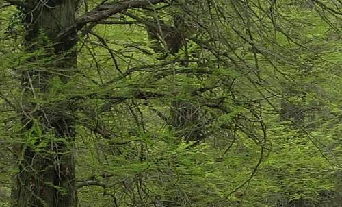 Central European forest in the spring (Photo: Copyright © 2018 Hendrik Böttger / runinternational.eu)