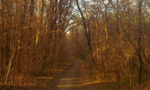 The Great Forest in Debrecen in Hungary in November (Photo Copyright © 2014 Lászlo Áts)