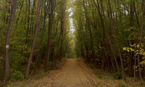 Oxigén Kupa - The Nagyerdő (Great Forest) in Debrecen in Hungary in autumn - Photo: Copyright © 2014 László Áts / Friss Oxigén Alatpítvány)