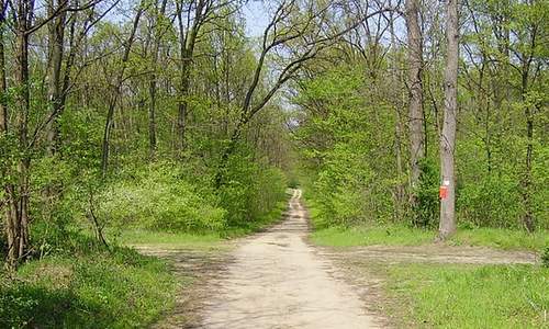 The Great Forest (Nagyerdő) near Debrecen, Hungary (Photo: Oxigén Klub)