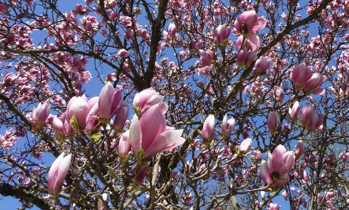 A magnolia tree in bloom on Easter Sunday (Copyright © 2026 Hendrik Böttger / runinternational.eu)