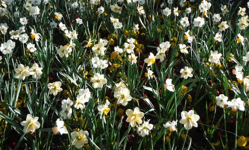 Narcissi (Photo: Copyright © 2026 Hendrik Böttger / runinternational.eu)