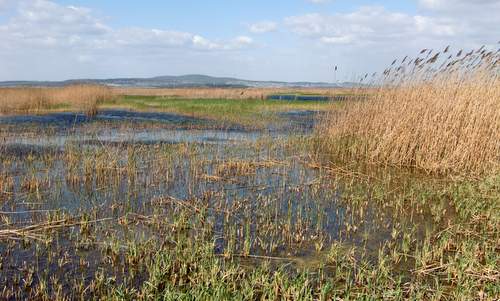 Velencei-tó (Lake Velence), Hungary - reed on the southern shore (Copyright © 2016 Hendrik Böttger / runinternational.eu)