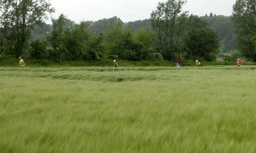 Trofeo del Custoza 2012 - grass (Copyright © 2012 runinternational.eu)