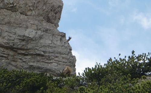 An ibex in northern Italy (Copyright © 2010 Hendrik Böttger / runinternational.eu)