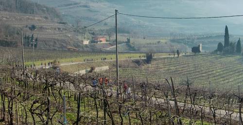 Montefortiana, through the Soave wine-growing area (Copyright © 2011 runinternational.eu)