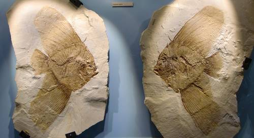 Museo dei Fossili in Bolca, fish fossils (Copyright © 2011 runinternational.eu)
