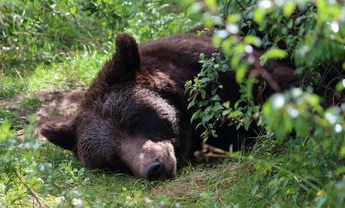 Brown bear (Author: Tommapson / commons.wikimedia.org / Creative Commons CC0 1.0 Universal Public Domain Dedication / photo cropped by runinternational.eu) Brown bear (Author: Tommapson / commons.wikimedia.org / Creative Commons CC0 1.0 Universal Public Domain Dedication / photo cropped by runinternational.eu)