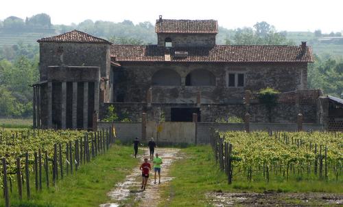 Marcia Cognòssi par Cognòssisi - runners in the vineyards near Buttrio (Copyright © 2015 Hendrik Böttger / runinternational.eu)