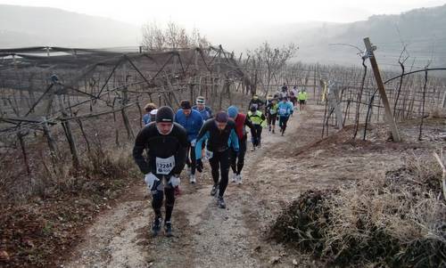 Montefortiana EcoMaratona - runners in the vineyards near Monteforte d'Alpone, Verona, Italy (Copyright © 2015 Hendrik Böttger / runinternational.eu)