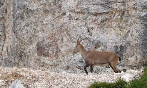 Ibex, Italy (Copyright © 2021 Hendrik Böttger / runinternational.eu)